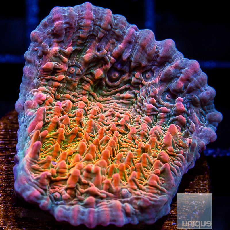 UC Cupping Chalice-WYSIWYG