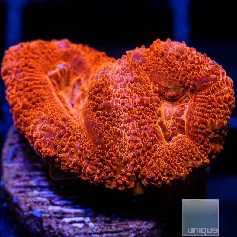 Red Acan Lord-WYSIWYG