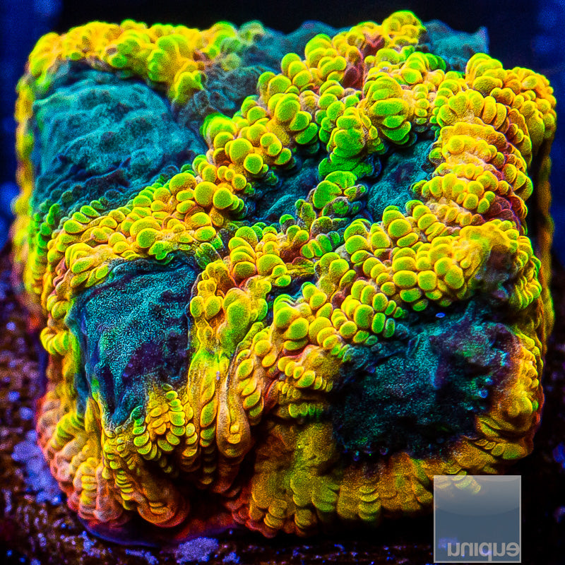 Favia of the Gods-WYSIWYG