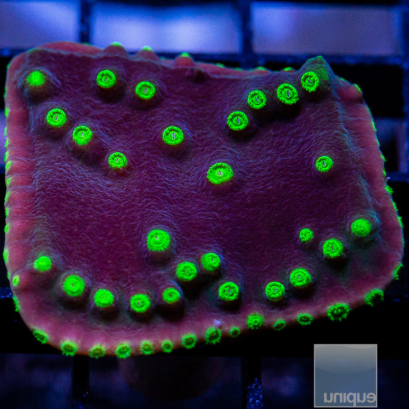 UC Constellation Turbinaria-WYSIWYG