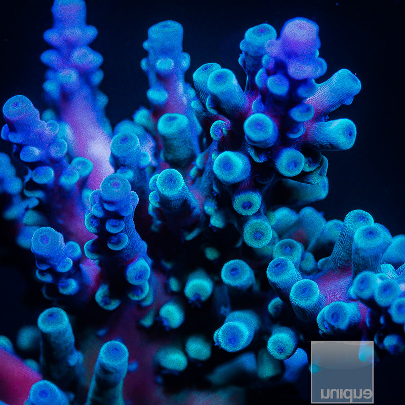 Oregon Tort- Stock Frag