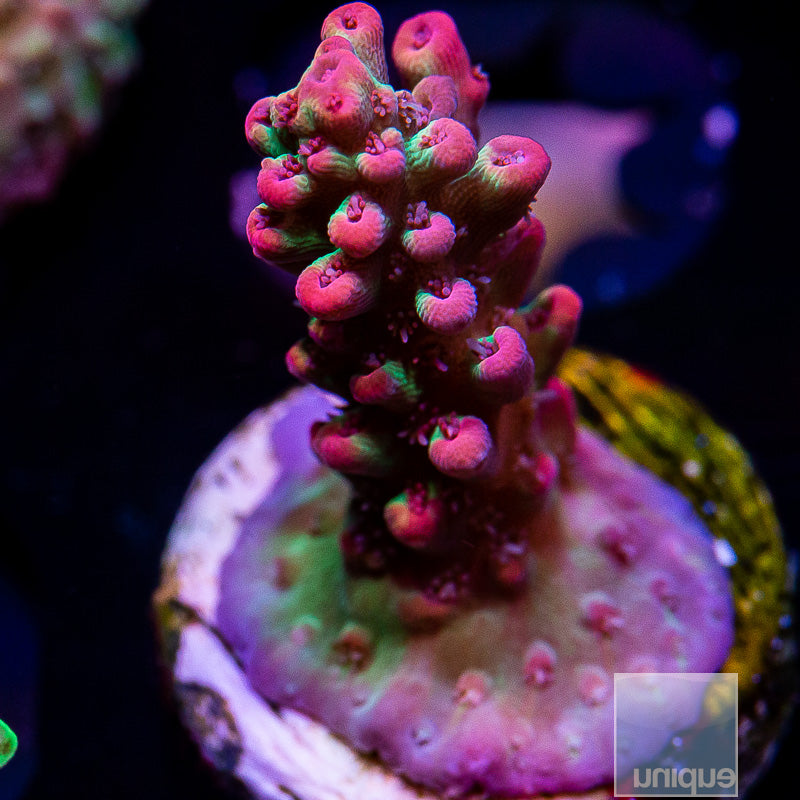 UC Strawberry Shortcake-WYSIWYG