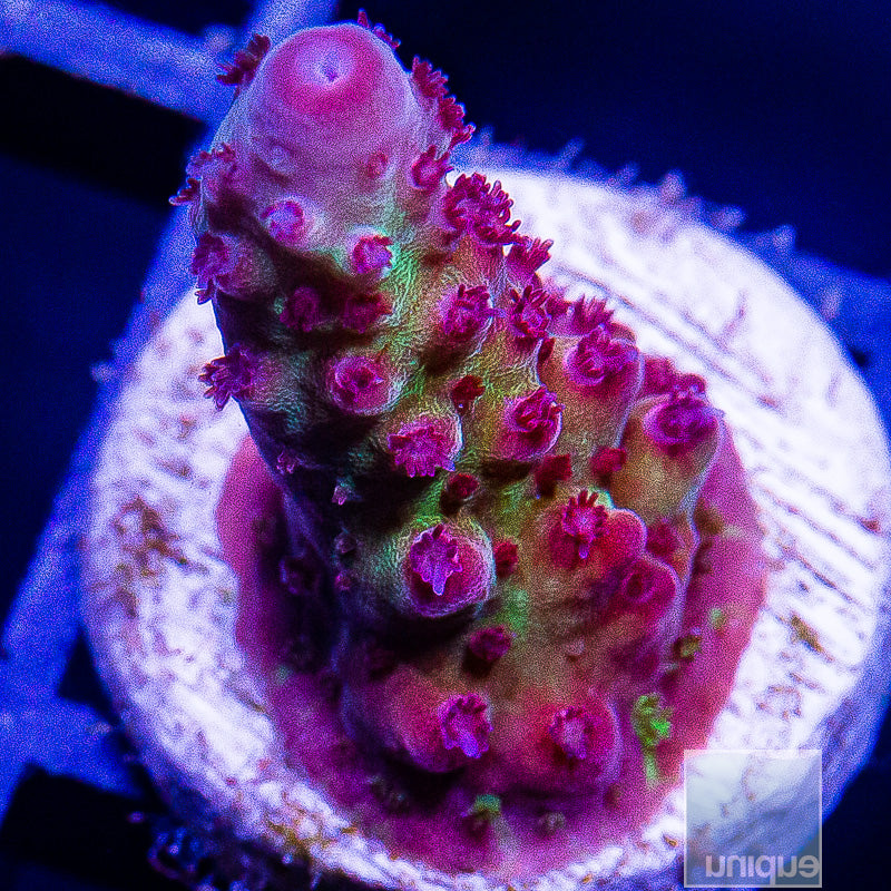 UC Indo Shortcake-WYSIWYG