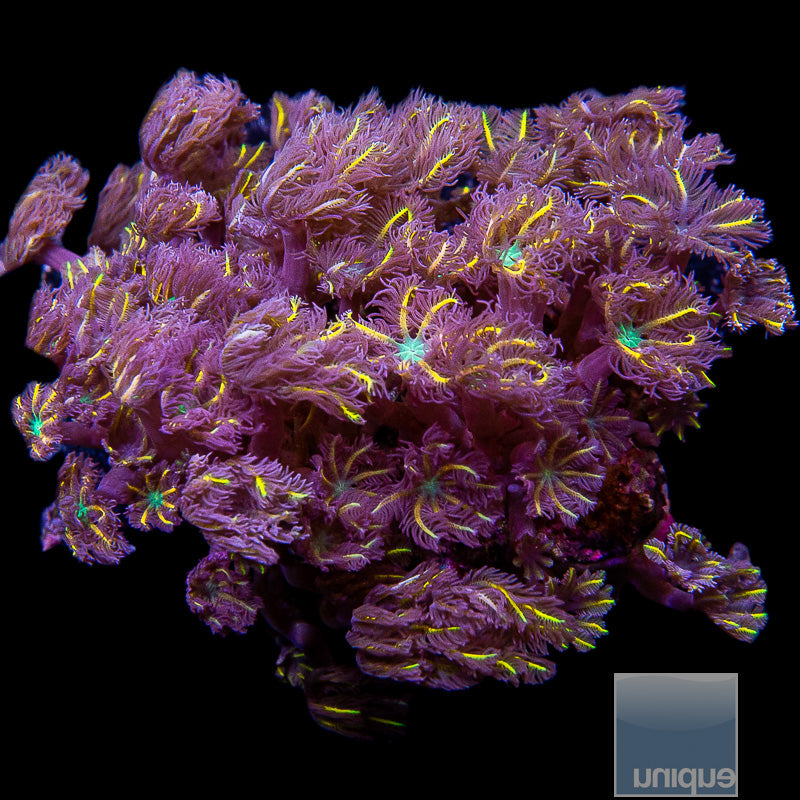 Unique Corals Papaya Clove Polyp-Stock Frag