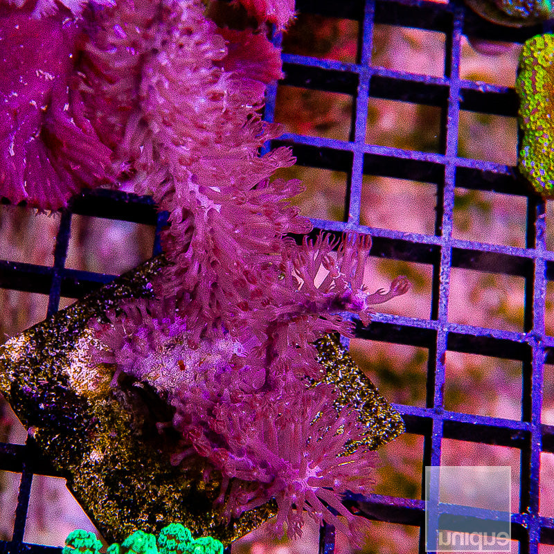 Purple Gorgonian-WYSIWYG