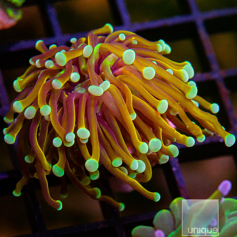 Repunzel Torch single Head Stock