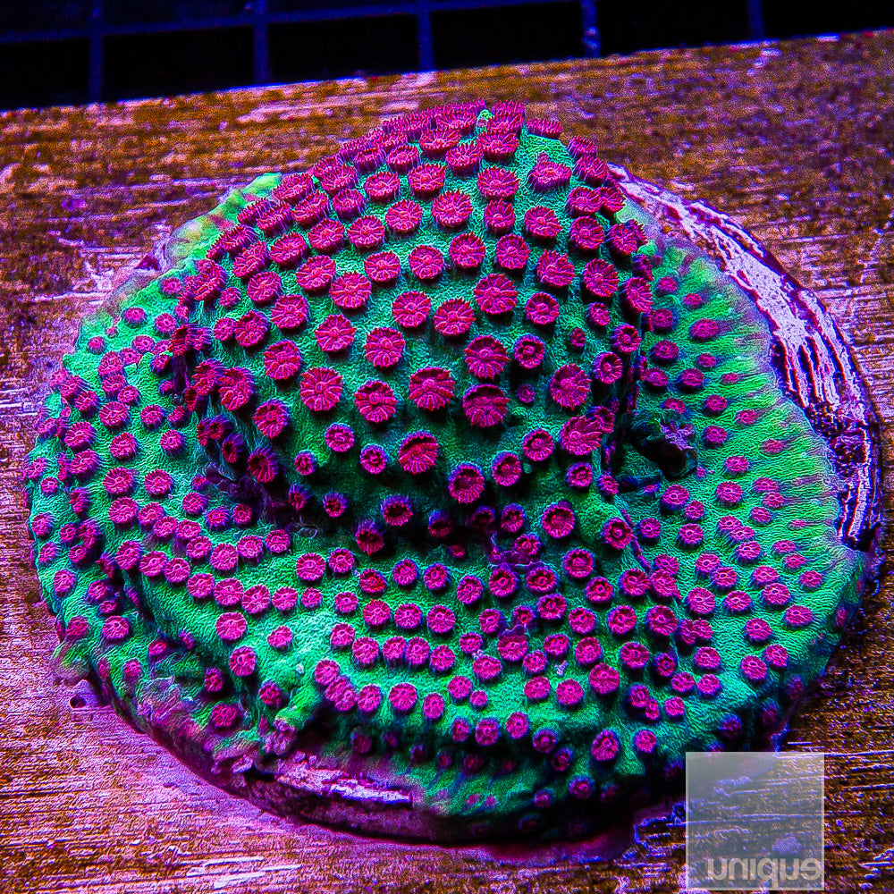 Jingle Bells- Stock Frag