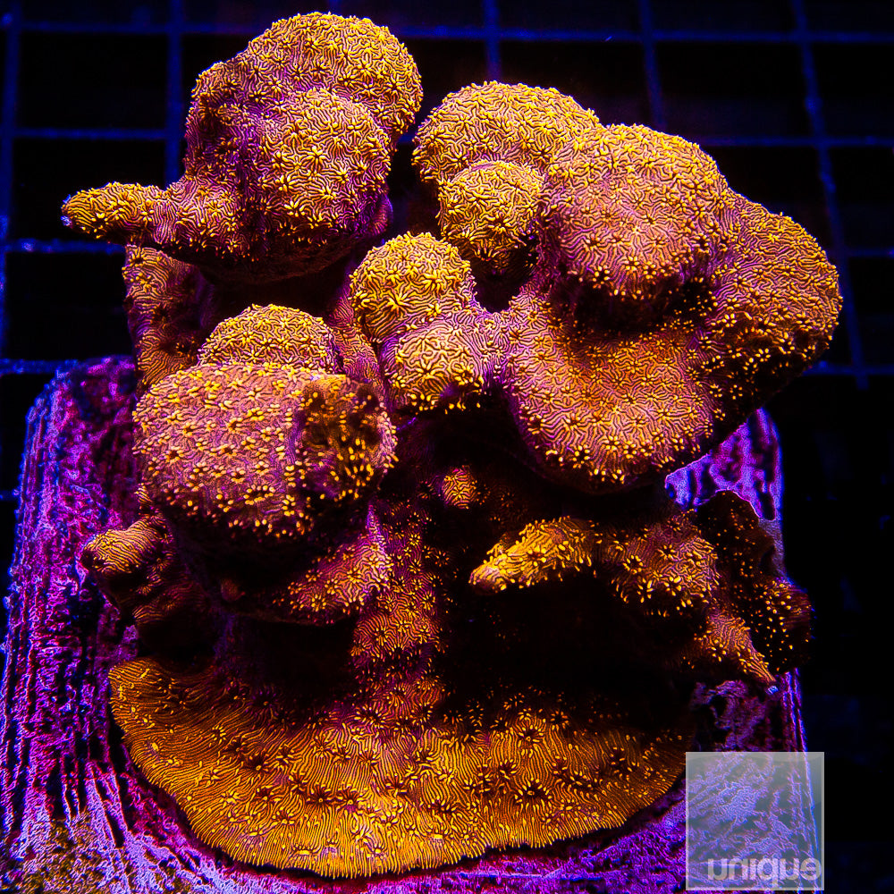 Orange Pavona- Stock Frag