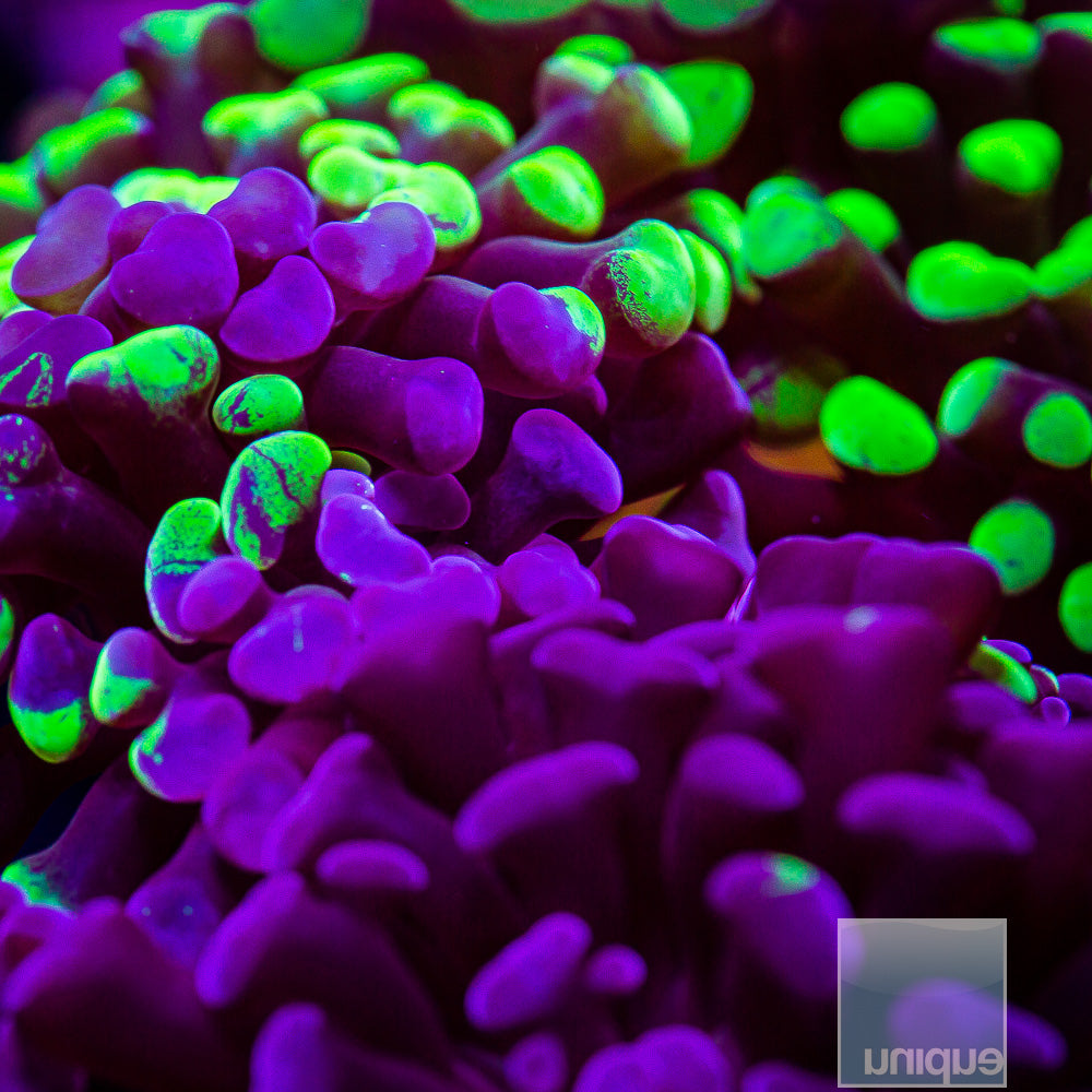 Grafted Neon Branching Hammer- Single Head Stock Frag