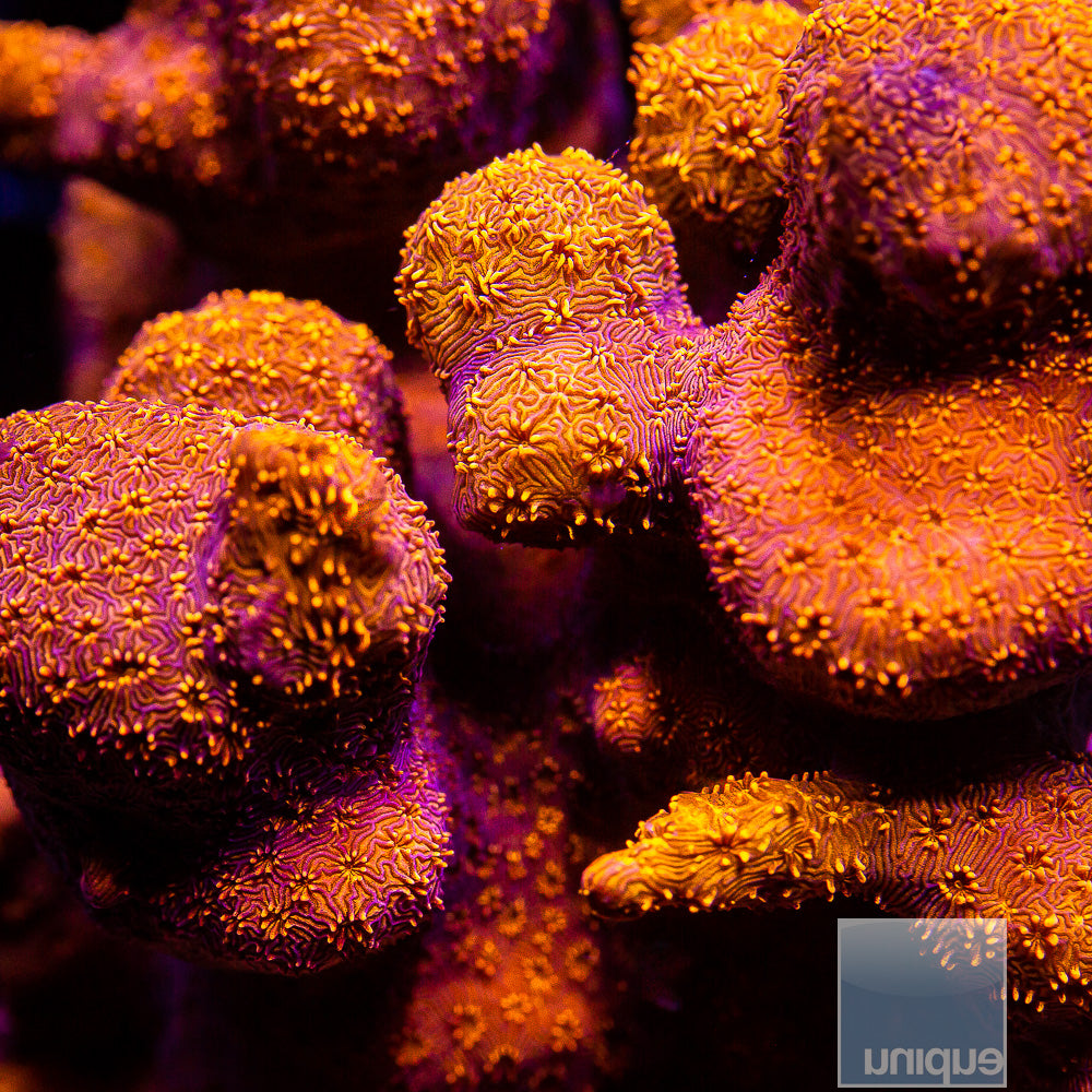 Orange Pavona- Stock Frag