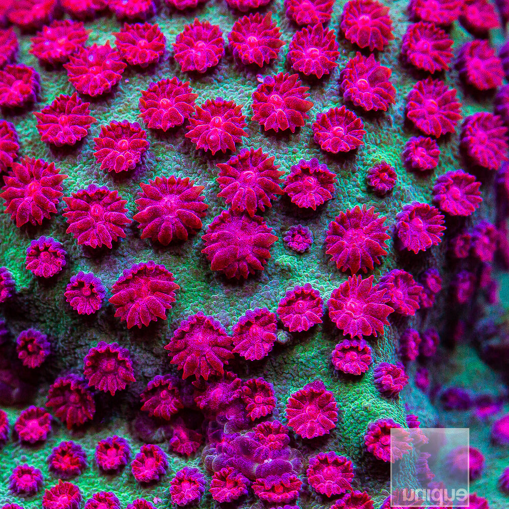 Jingle Bells- Stock Frag