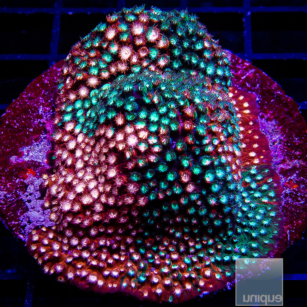 JF Fender Bender Cyphastrea- Stock Frag