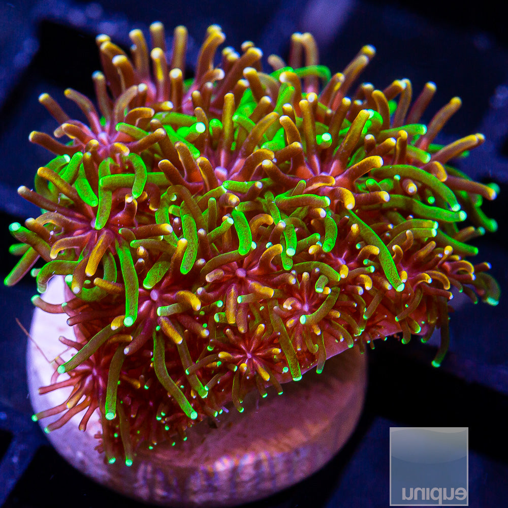 Unique Corals Golden Green Galaxea -Stock Frag