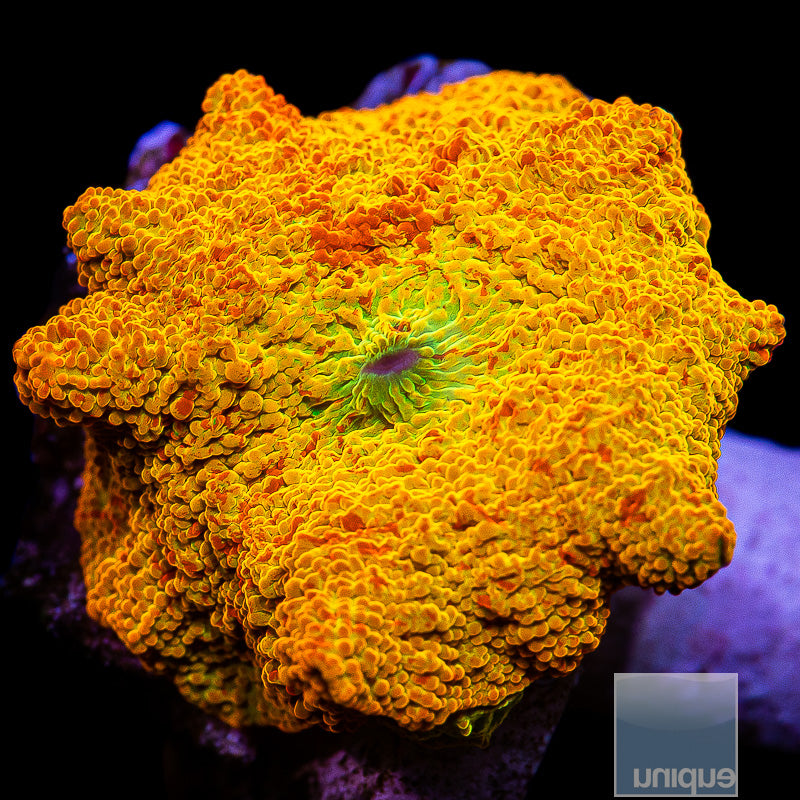 UC Burnt Orange OG Jawbreaker-WYSIWYG