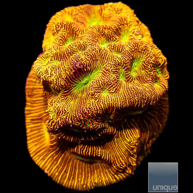 Jack O Lantern Leptoseris-WYSIWYG