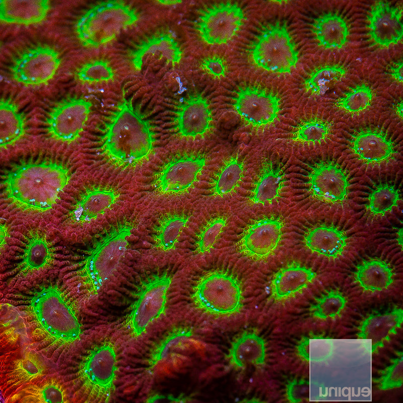 JF Sector 9 Favia- Stock Frag