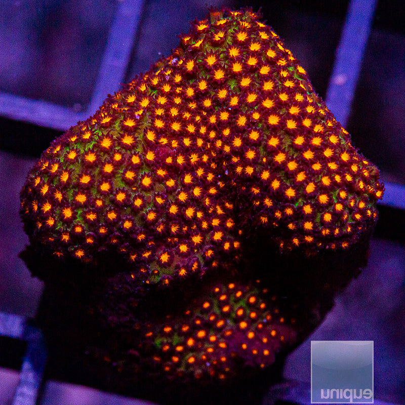 Orange Stylocoeniella-WYSIWYG