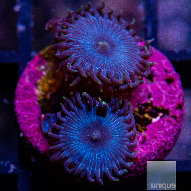 Glenn's Blue Zoanthid-WYSIWYG-WYSIWYG