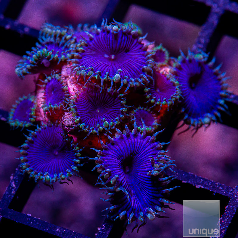 Purple Death Paly Colony-WYSIWYG