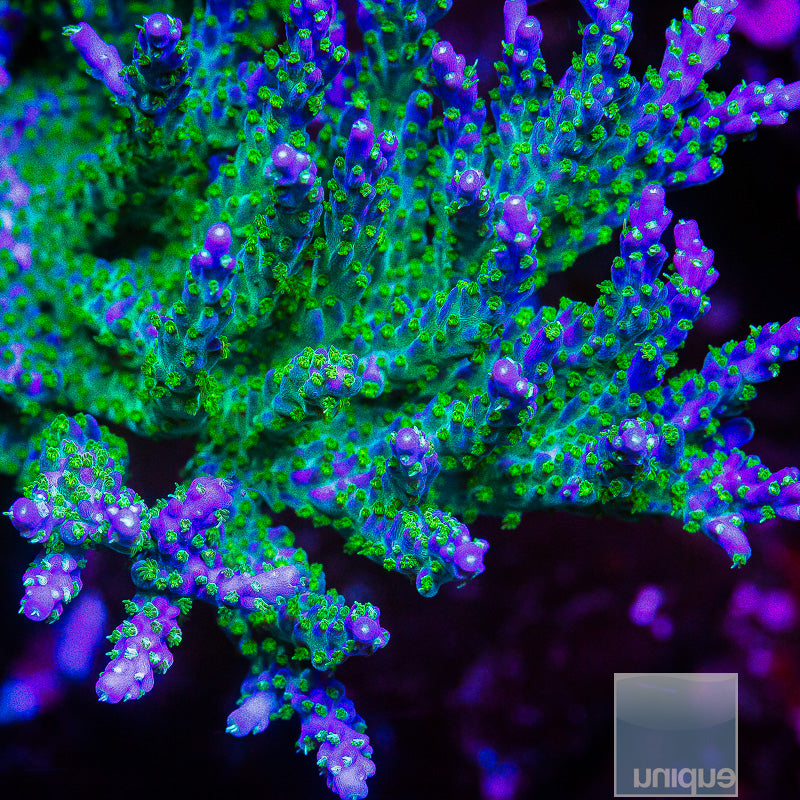 UC Tri-Color Valida- Stock Frag