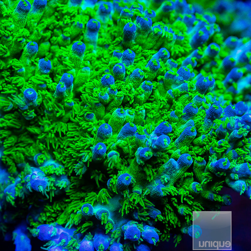 Marvin the Martian Acro