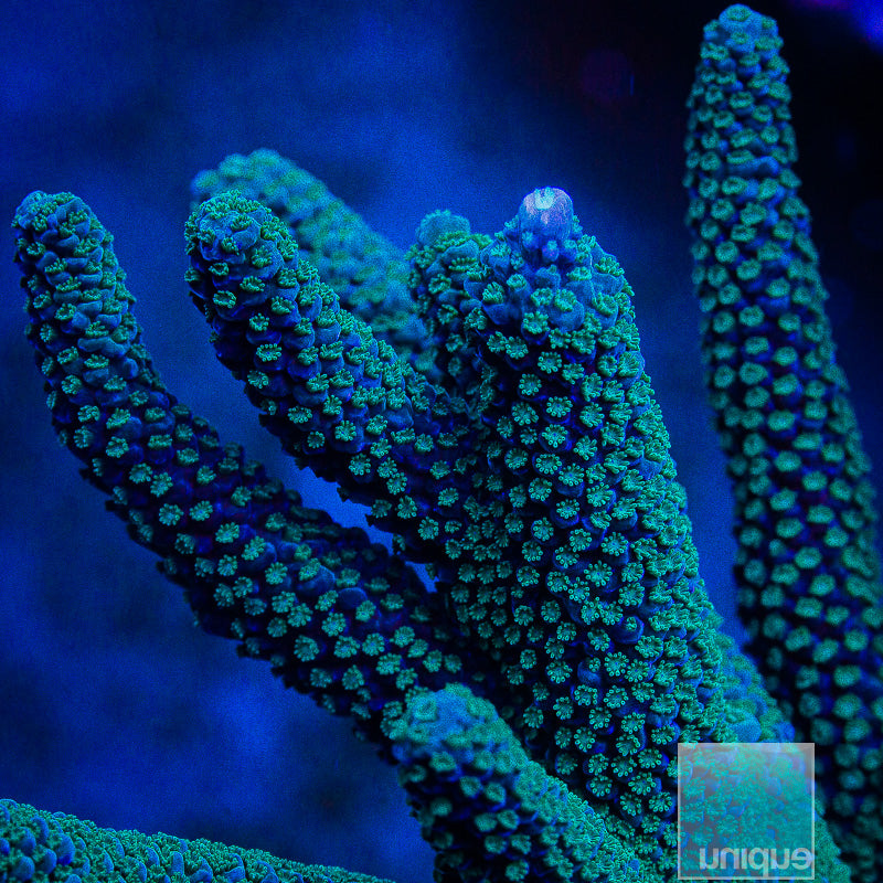 UC Thick Blue Staghorn