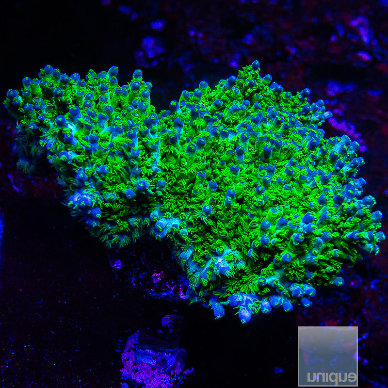 Marvin the Martian Acro