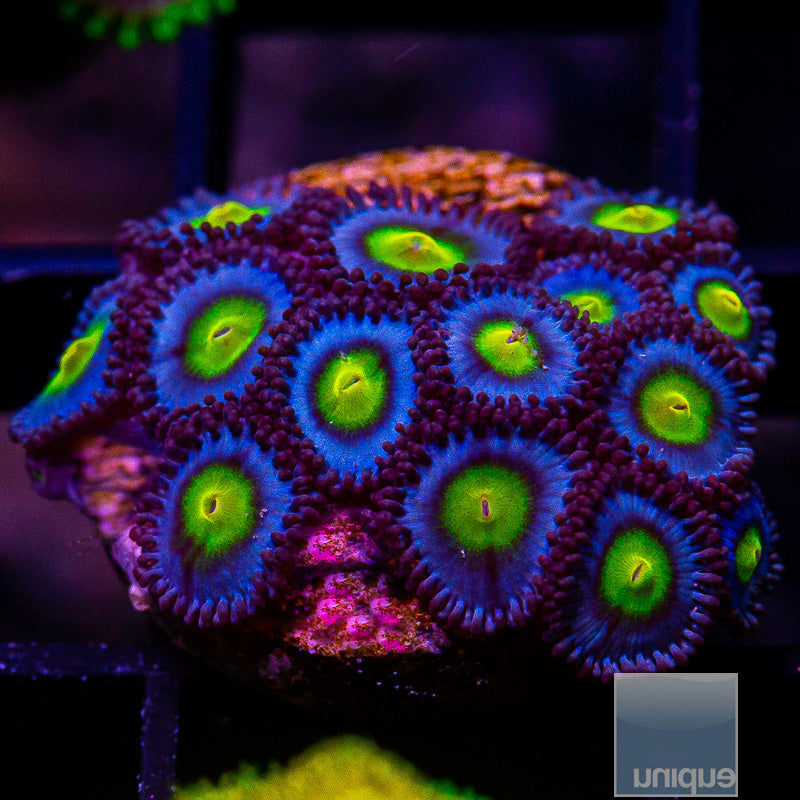 WWC AOI Zoanthid Colony-WYSIWYG