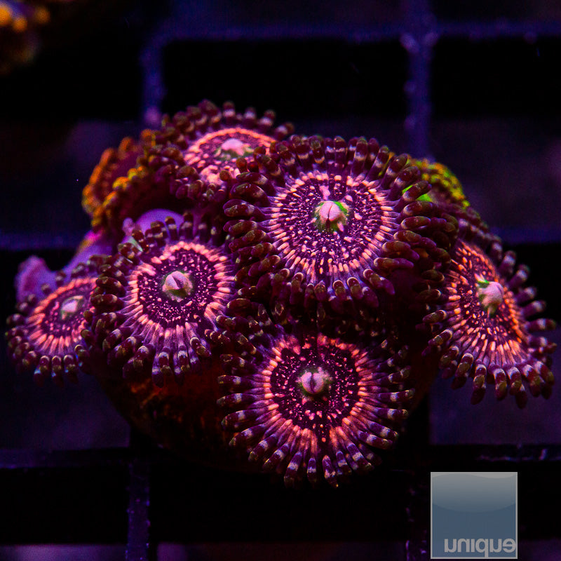 Pink Zipper Frag-WYSIWYG