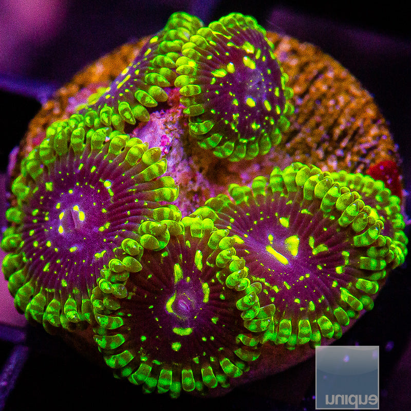 Exosphere Zoa-WYSIWYG