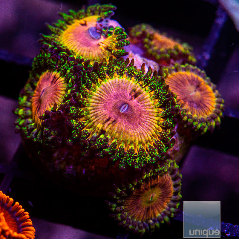 CK Kamikaze Kush/WWC Hungry Eyes Zoanthid-WYSIWYG