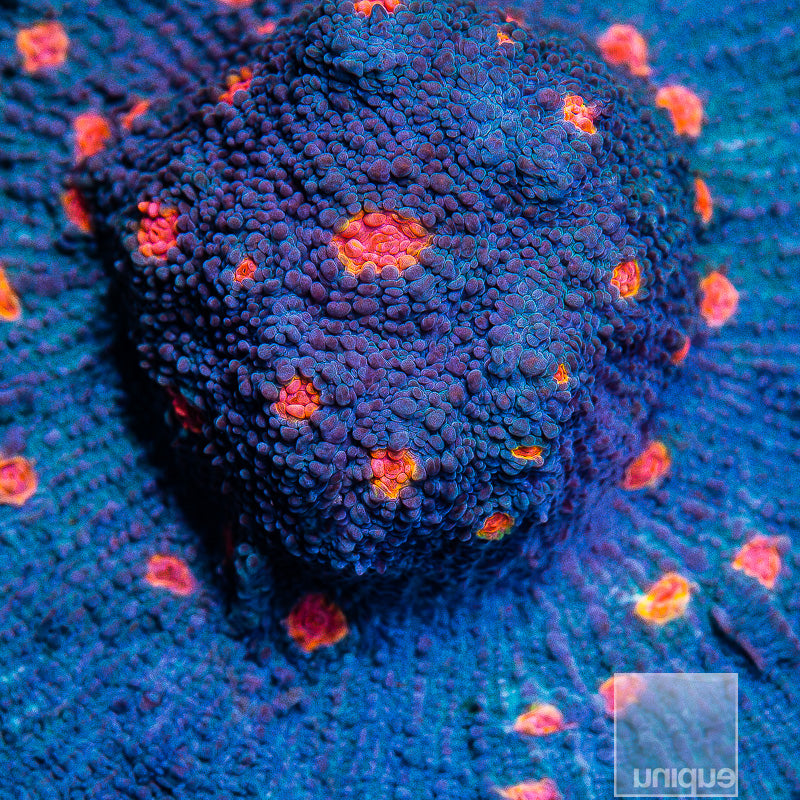 Miami Hurricane Chalice- Stock Frag