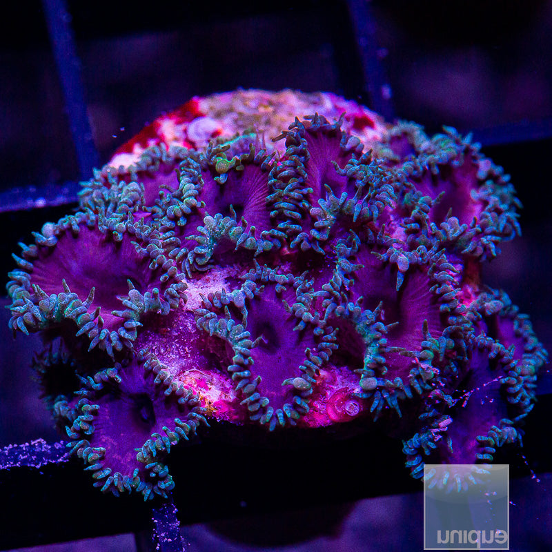 Purple Death Paly Colony-WYSIWYG