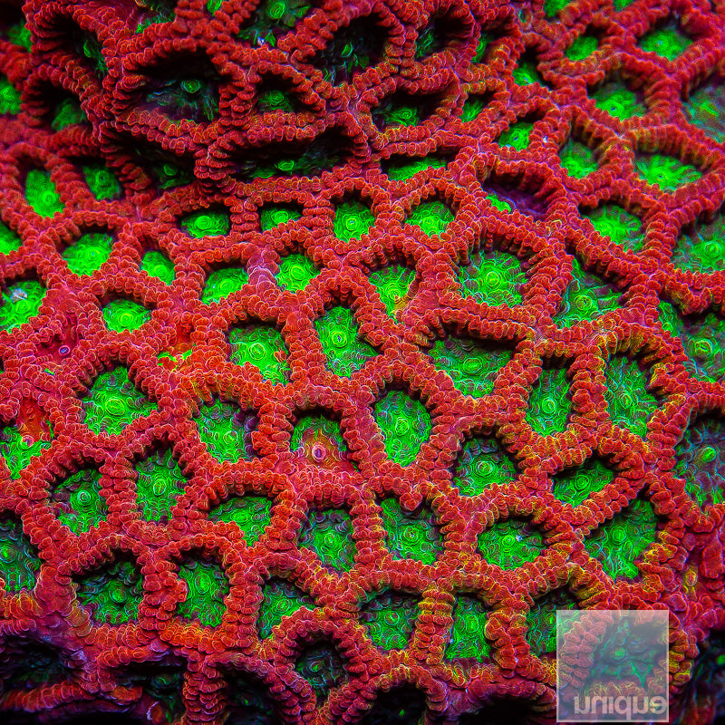 Green and Red Favia- Stock Frag