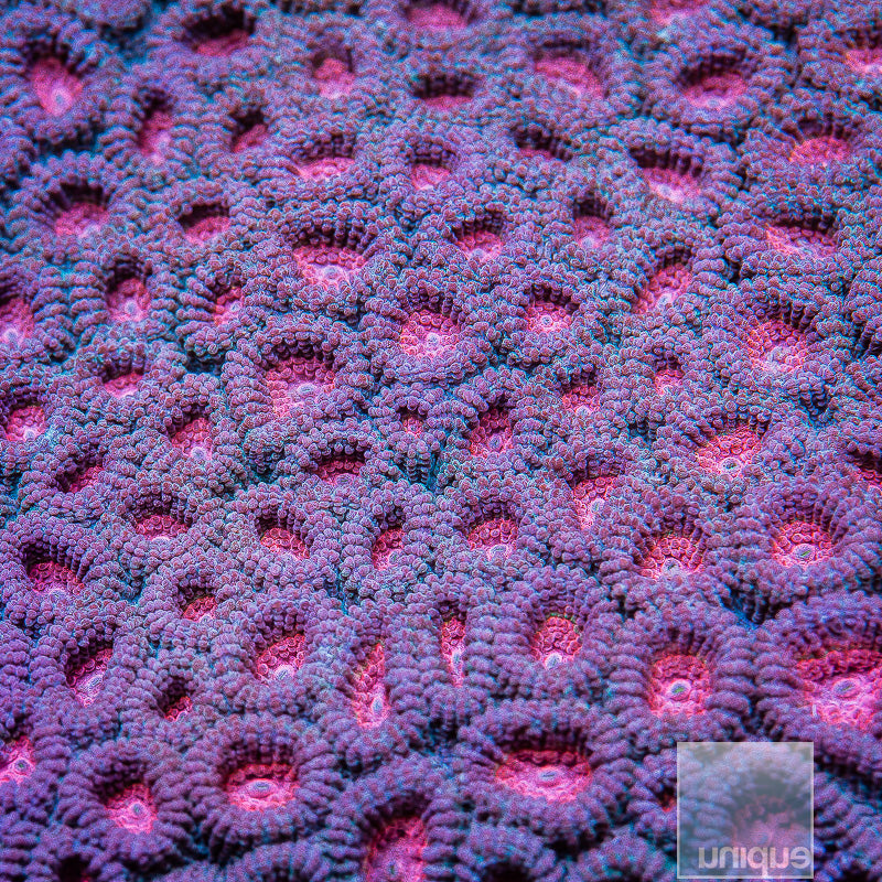 Unique Corals Baby's Breath Favia- Stock Frag