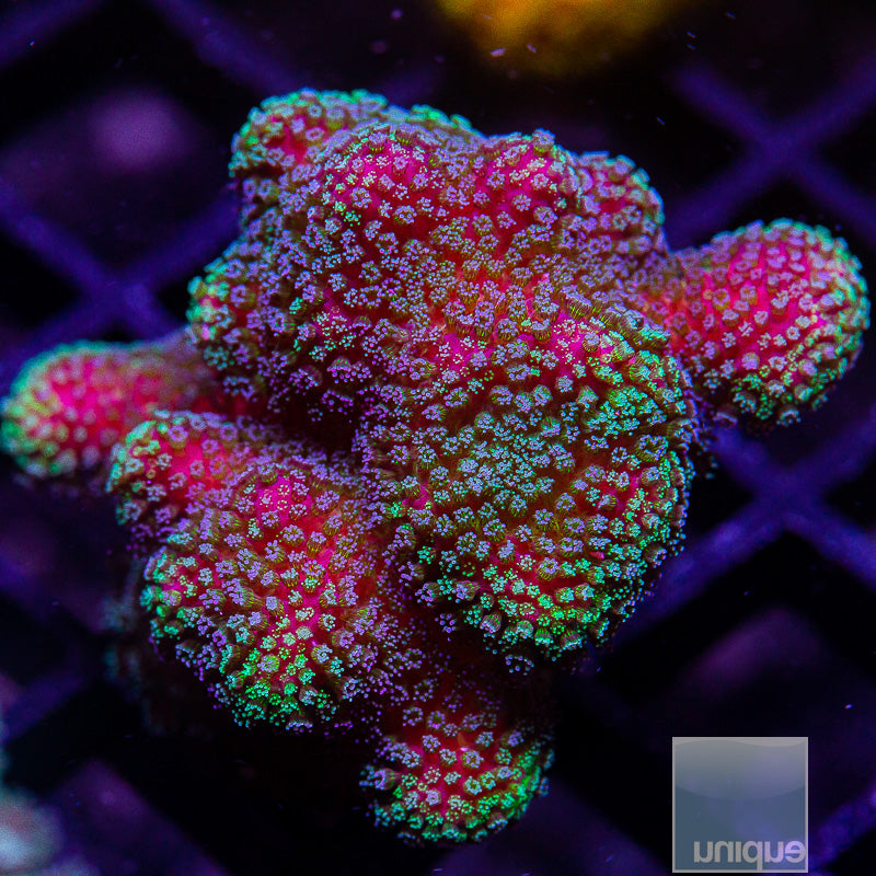 Rainbow Pocillopora-WYSIWYG