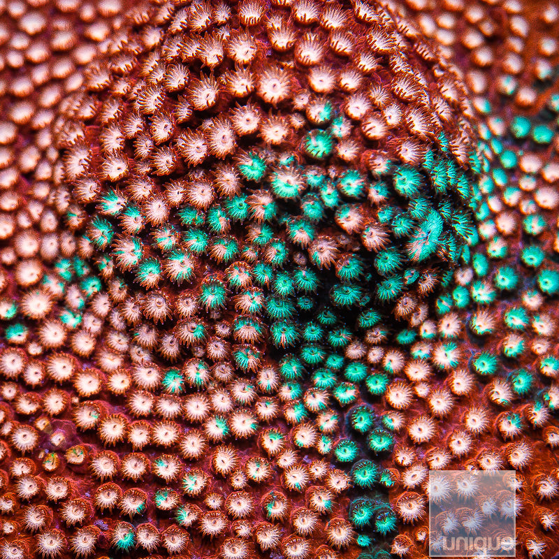 JF Fender Bender Cyphastrea- Stock Frag