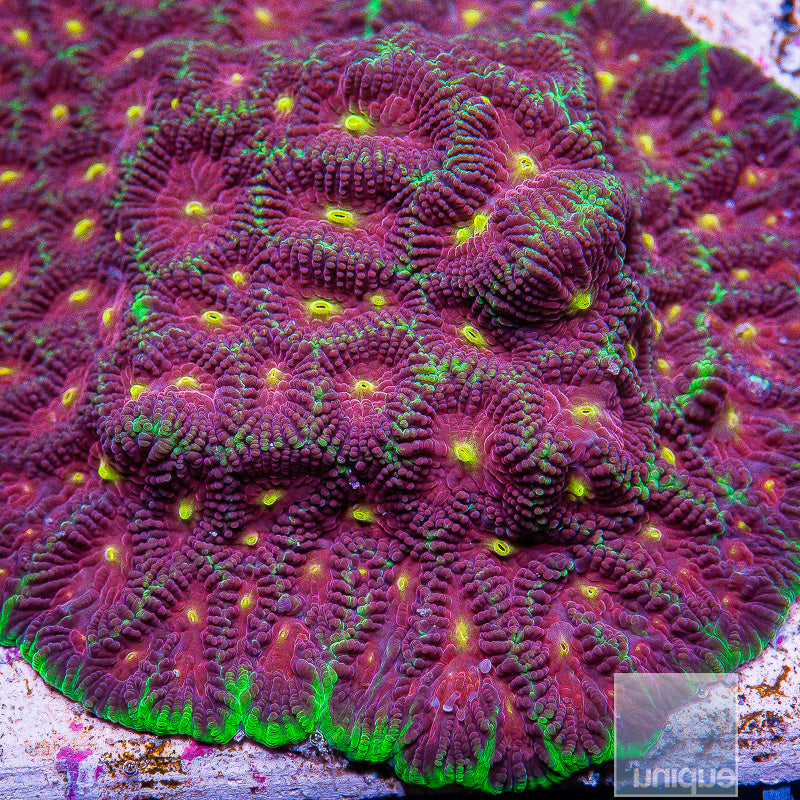 Unique Corals Joker Favia- Stock Frag