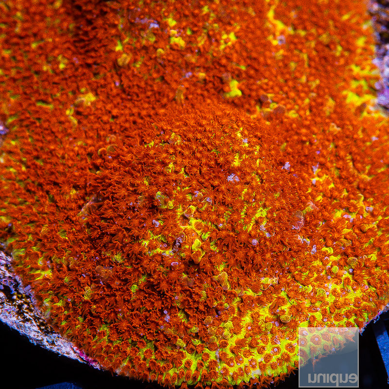 JF Burning Banana Stylo- Stock Frag