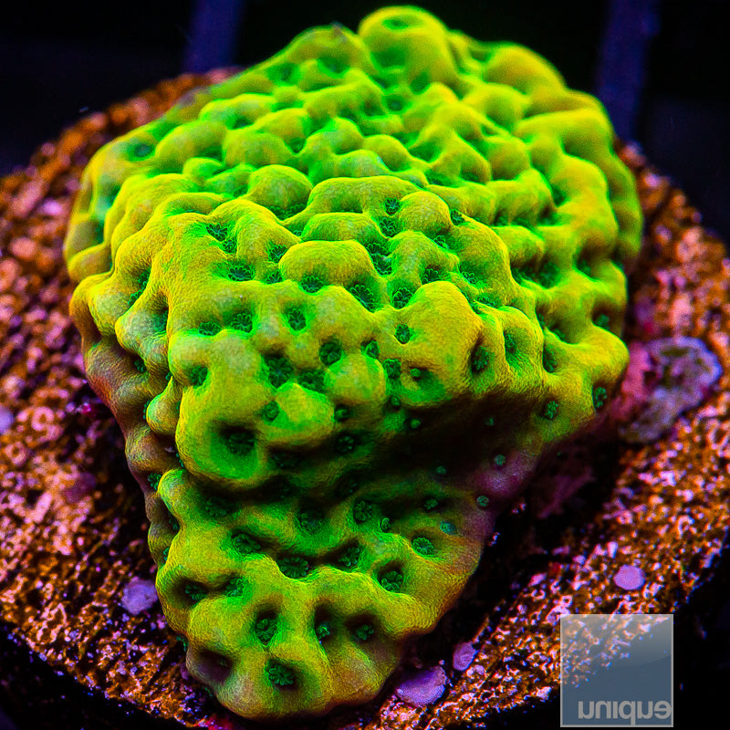 Kung Pao Montipora-WYSIWYG