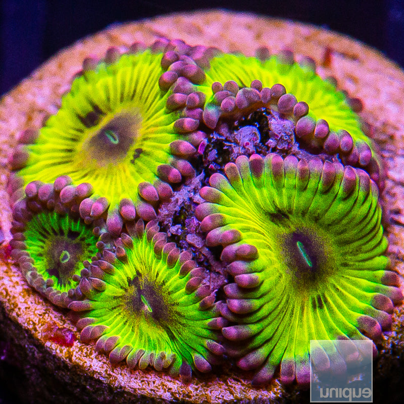 UC Chiquita Zoanthid-WYSIWYG