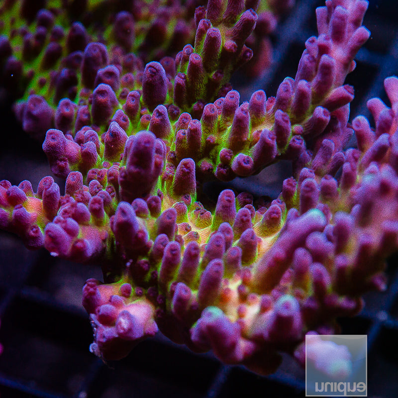 Unique Corals Miyagi Tort- Stock Coral Frag