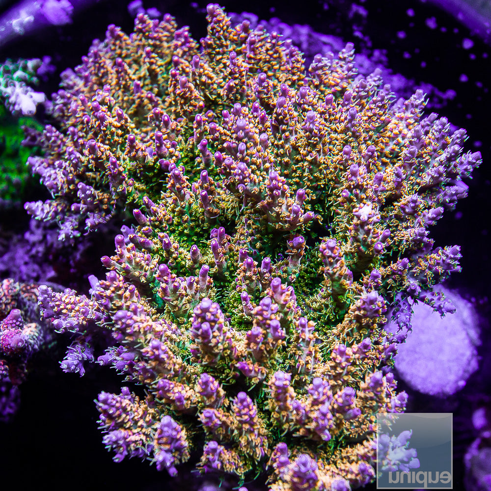 POTO "Fire Dancer" Acropora