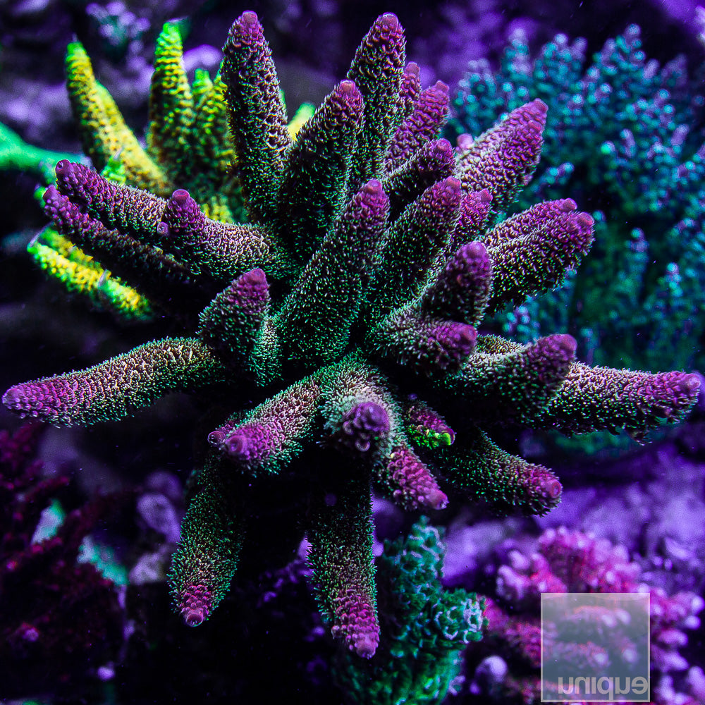 SBB Heisenberg Acropora spathulata