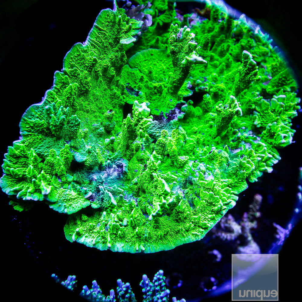 Jake Adam's Crystal Experiment Montipora