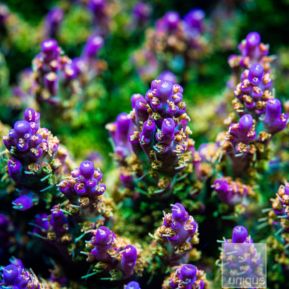 POTO "Fire Dancer" Acropora