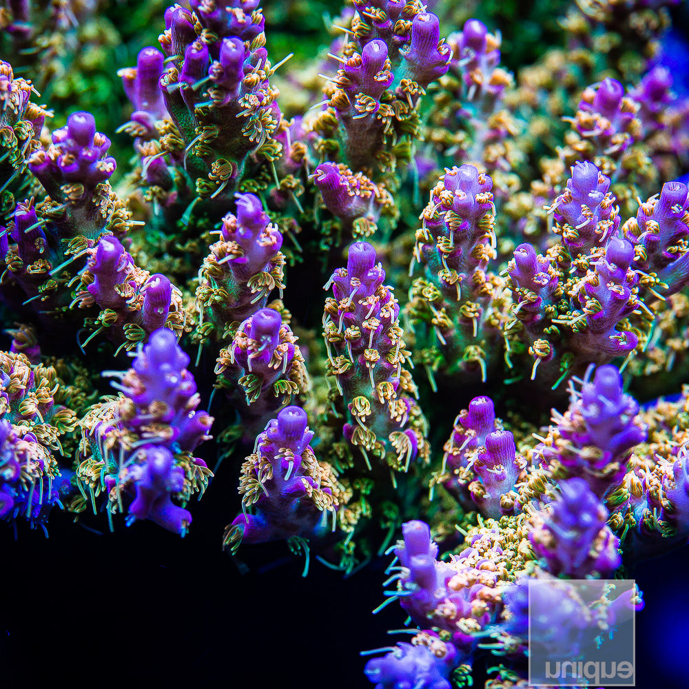 POTO "Fire Dancer" Acropora
