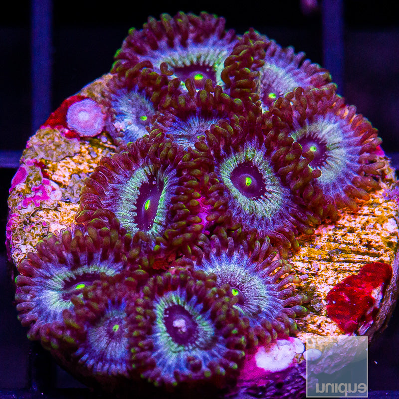 UC Blue Ghost Zoanthid Colony-WYSIWYG