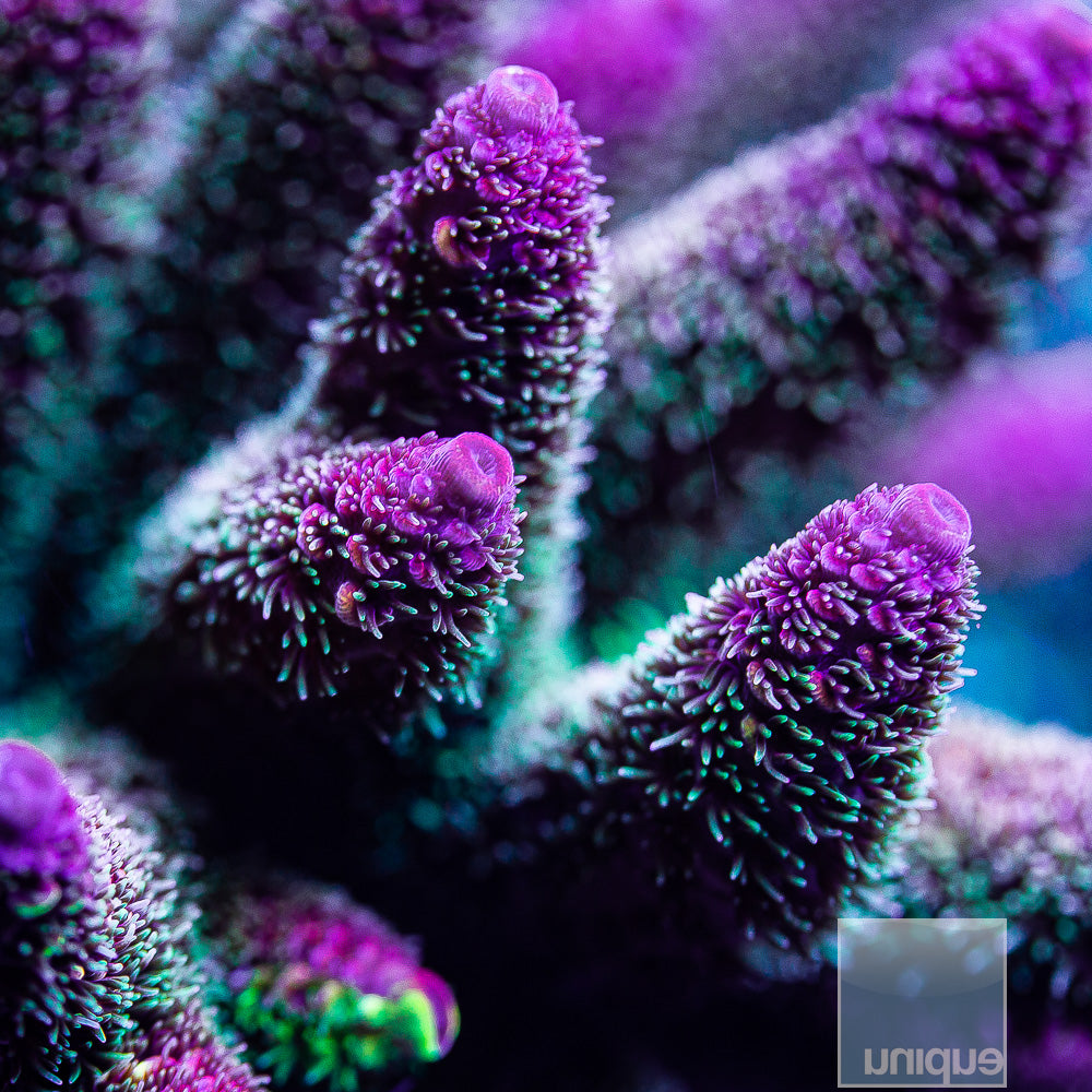 SBB Heisenberg Acropora spathulata