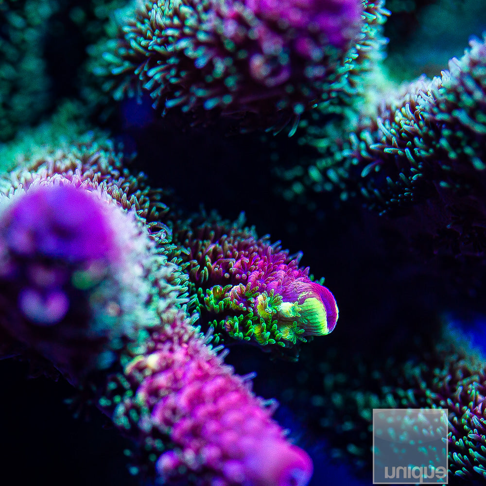 SBB Heisenberg Acropora spathulata